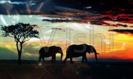 非洲狂奔在线观看,穿越草原的惊险之旅