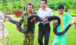 新闻爆料巨蟒,神秘生物引发广泛关注
