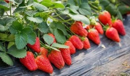 草莓农药爆料视频大全集