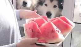 一只萌宠吃瓜的故事免费阅读,瓜田里的欢乐时光