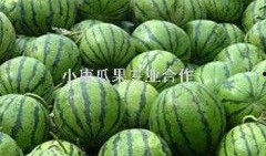 新疆网红杨敏新瓜最新爆料,揭秘背后惊人真相