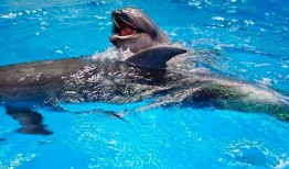 昆明海豚湾爆料事件最新,揭露背后惊人真相，动物福利争议再起