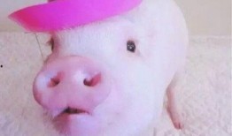 粉色的猪爆料视频,带你走进神秘视频背后的故事