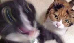 娱乐吃瓜酱三花猫,娱乐吃瓜酱的趣味生活揭秘