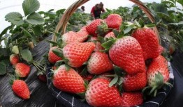 草莓农药爆料视频大全集