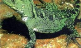 蜥蜴岛的阴谋在线观看,揭秘神秘岛屿的惊悚真相