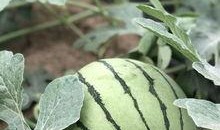 近一年吃瓜事件网红,网红事件盘点