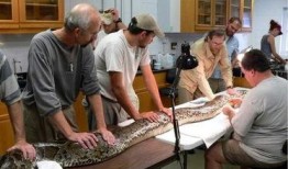 新闻爆料巨蟒,神秘生物引发广泛关注