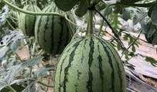 近一年吃瓜事件网红,网红事件盘点