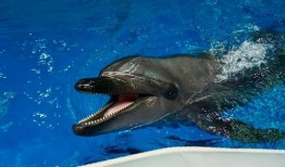 昆明海豚湾爆料事件最新,揭露背后惊人真相，动物福利争议再起