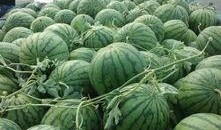 新疆网红杨敏新瓜最新爆料,揭秘背后惊人真相