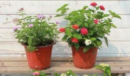 河南女士爆料新闻视频最新,揭露惊人真相！