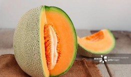 网红二狗很忙吃哈密瓜