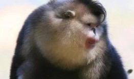 娱乐圈爆料金丝猴,金丝猴疑涉感情纠葛，真相扑朔迷离！