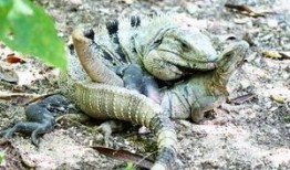 蜥蜴岛的阴谋在线观看,揭秘神秘岛屿的惊悚真相