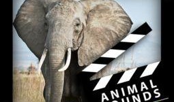 非洲狂奔在线观看,穿越草原的惊险之旅