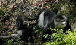 娱乐圈爆料金丝猴,金丝猴疑涉感情纠葛，真相扑朔迷离！