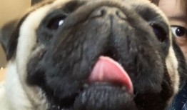 网红狗子与我吃瓜视频,一场欢乐的视觉盛宴