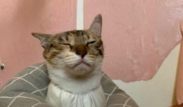 娱乐吃瓜酱三花猫,娱乐吃瓜酱的趣味生活揭秘