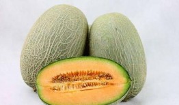 网红二狗很忙吃哈密瓜